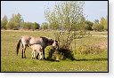slikken van de heen natuurgebied natuur hdr Konikspaarden Uitkijktoren schotse hooglanders natuurmonumenten wisenten